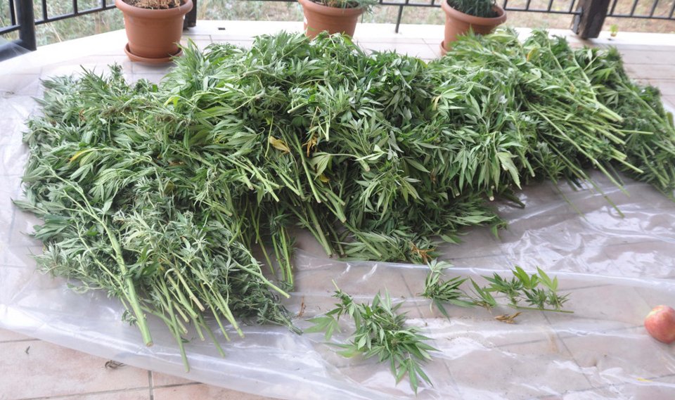 Θεσσαλονίκη: Συλλήψεις για «εργαστήριο» υδροπονικής καλλιέργειας κάνναβης -Παρήγαγαν χασισέλαιο, «σοκολάτα» [εικόνες] | iefimerida.gr 3