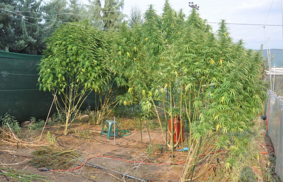 Θεσσαλονίκη: Συλλήψεις για «εργαστήριο» υδροπονικής καλλιέργειας κάνναβης -Παρήγαγαν χασισέλαιο, «σοκολάτα» [εικόνες] | iefimerida.gr 2