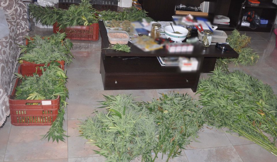 Θεσσαλονίκη: Συλλήψεις για «εργαστήριο» υδροπονικής καλλιέργειας κάνναβης -Παρήγαγαν χασισέλαιο, «σοκολάτα» [εικόνες] | iefimerida.gr 0