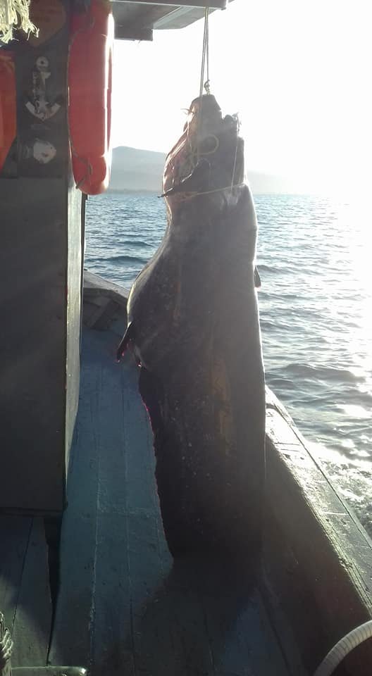 Επιασε ψάρι... 85 κιλών στη λίμνη Τριχωνίδα [εικόνες] | iefimerida.gr 0