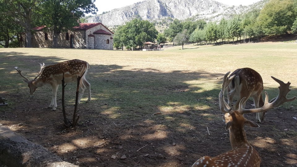 Βόλτα στο πάρκο της Κοζάνης με τα εξημερωμένα ελάφια -Τρώνε από το χέρι σου [εικόνες]  | iefimerida.gr 1