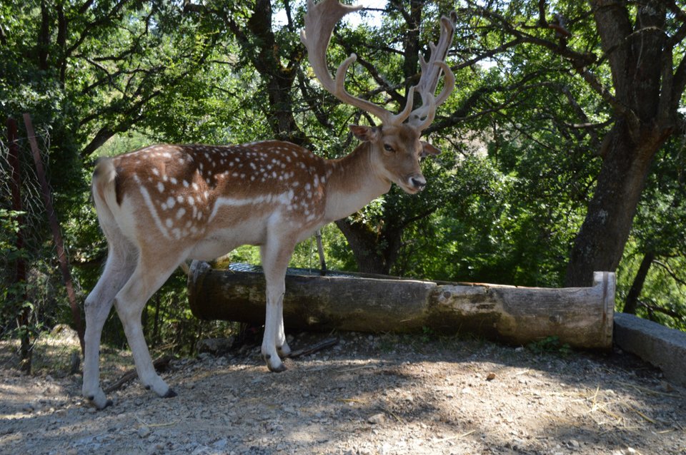 Βόλτα στο πάρκο της Κοζάνης με τα εξημερωμένα ελάφια -Τρώνε από το χέρι σου [εικόνες]  | iefimerida.gr 0