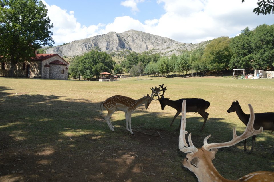 Βόλτα στο πάρκο της Κοζάνης με τα εξημερωμένα ελάφια -Τρώνε από το χέρι σου [εικόνες]  | iefimerida.gr 2