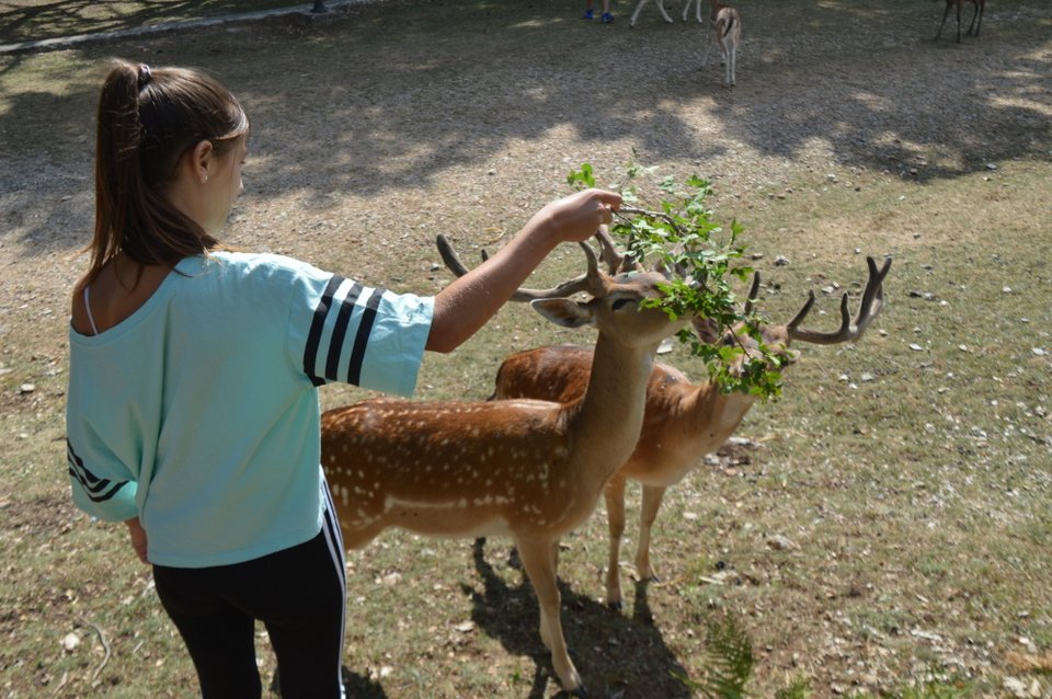 Βόλτα στο πάρκο της Κοζάνης με τα εξημερωμένα ελάφια -Τρώνε από το χέρι σου [εικόνες]  | iefimerida.gr 3