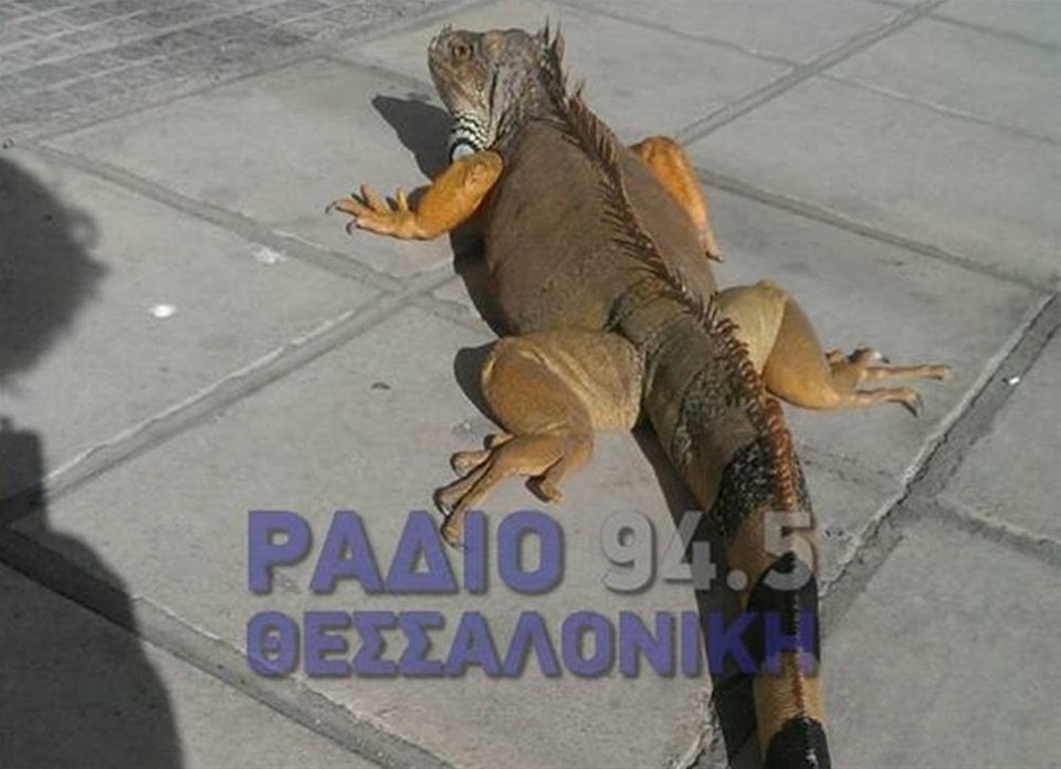 Τεράστιο ιγκουάνα κάνει βόλτα στη Θεσσαλονίκη! [εικόνα] | iefimerida.gr 0