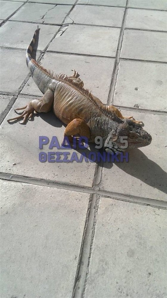 Τεράστιο ιγκουάνα κάνει βόλτα στη Θεσσαλονίκη! [εικόνα] | iefimerida.gr 1
