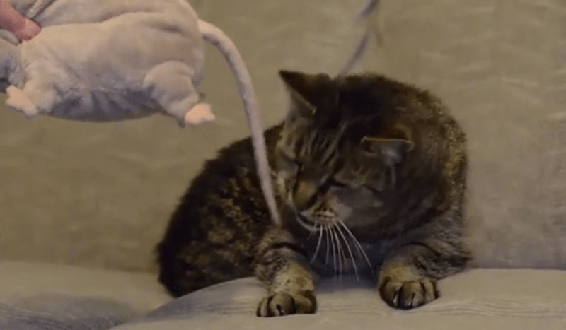 Πέθανε η γηραιότερη γάτα στον κόσμο -Ηταν 32 ετών... 144 γατίσια χρόνια [εικόνες & βίντεο] | iefimerida.gr 0