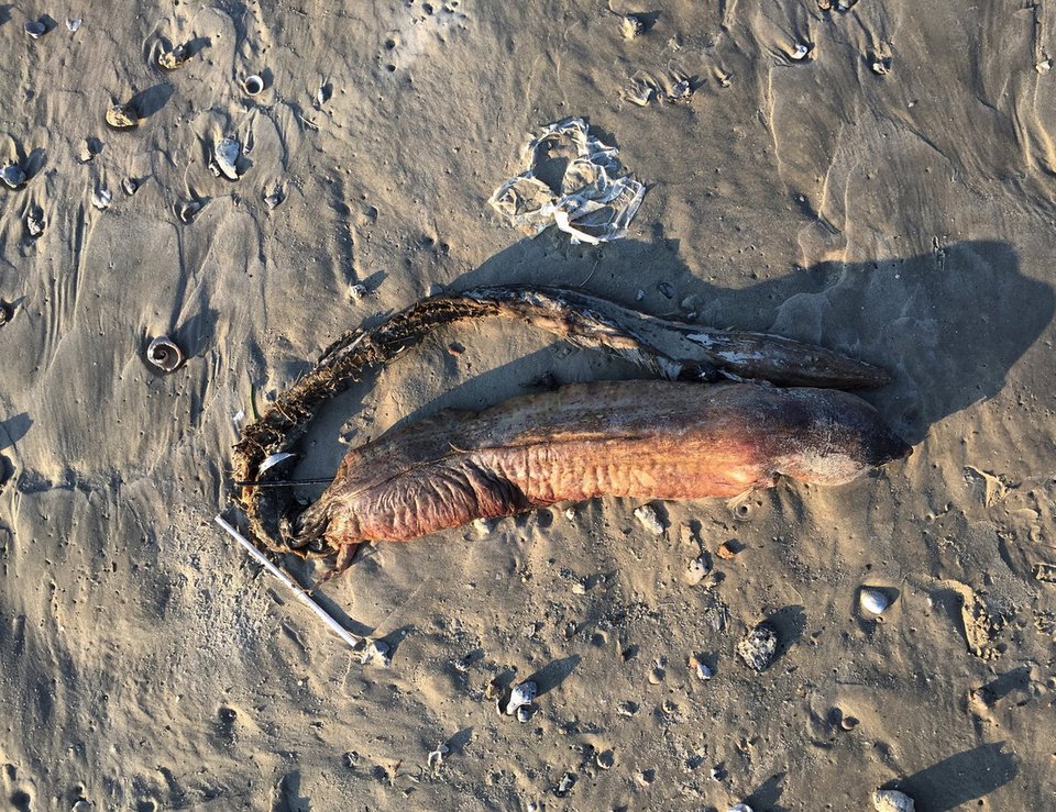 Ο τυφώνας Χάρβεϊ «ξέβρασε» απόκοσμο πλάσμα σε παραλία του Τέξας -Κανείς δεν ξέρει τι είναι [εικόνες] | iefimerida.gr 2