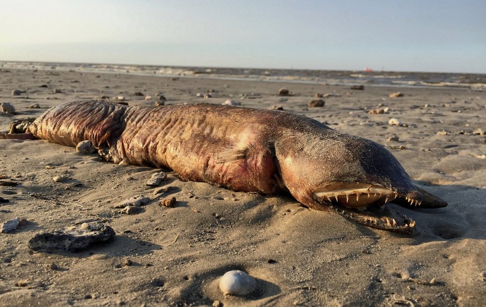 Ο τυφώνας Χάρβεϊ «ξέβρασε» απόκοσμο πλάσμα σε παραλία του Τέξας -Κανείς δεν ξέρει τι είναι [εικόνες] | iefimerida.gr 0