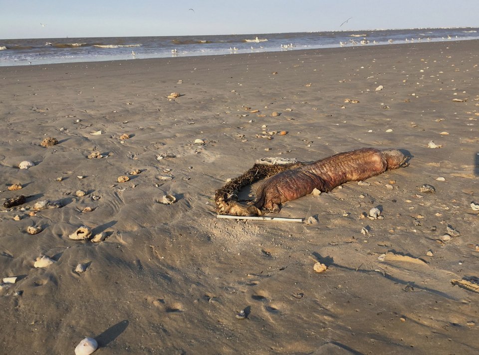 Ο τυφώνας Χάρβεϊ «ξέβρασε» απόκοσμο πλάσμα σε παραλία του Τέξας -Κανείς δεν ξέρει τι είναι [εικόνες] | iefimerida.gr 1