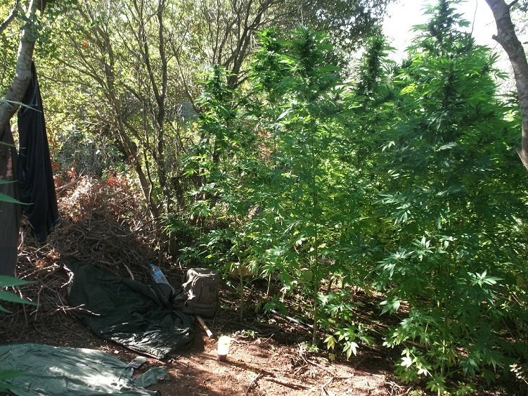 Καλαμάτα: Εντοπίστηκε φυτεία με πάνω από 1.100 δενδρύλλια κάνναβης [εικόνες] | iefimerida.gr 0