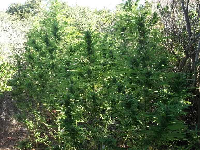 Καλαμάτα: Εντοπίστηκε φυτεία με πάνω από 1.100 δενδρύλλια κάνναβης [εικόνες] | iefimerida.gr 1