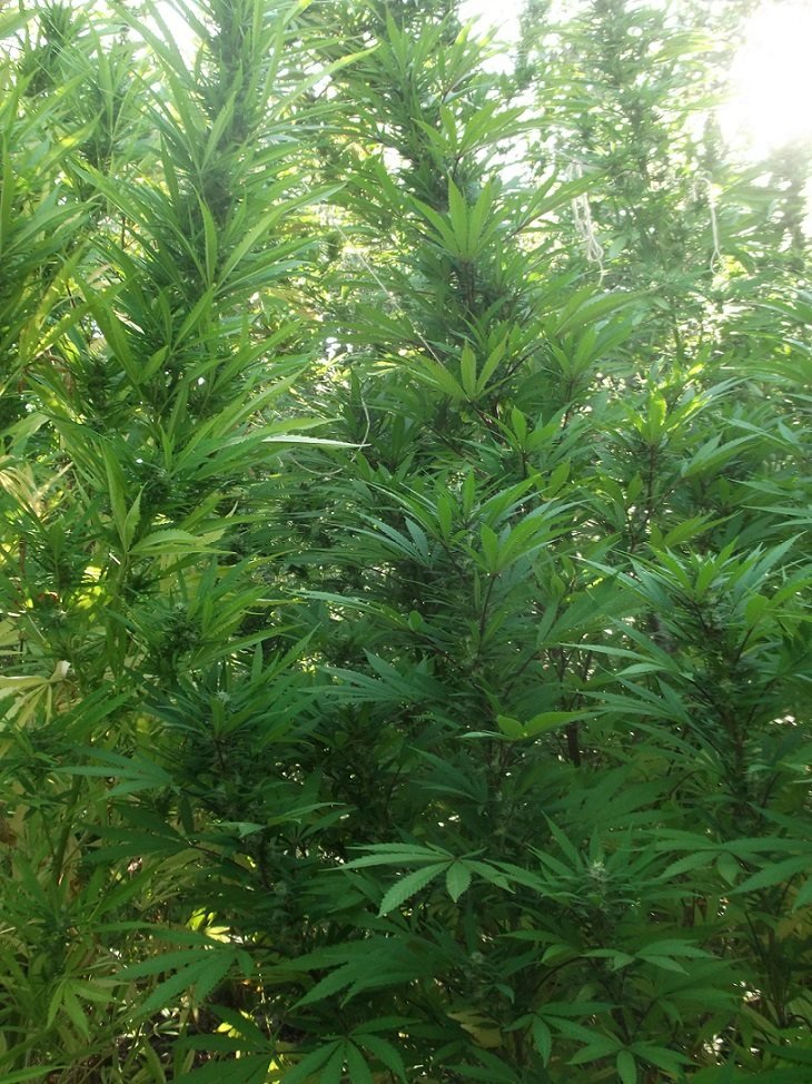 Καλαμάτα: Εντοπίστηκε φυτεία με πάνω από 1.100 δενδρύλλια κάνναβης [εικόνες] | iefimerida.gr 2