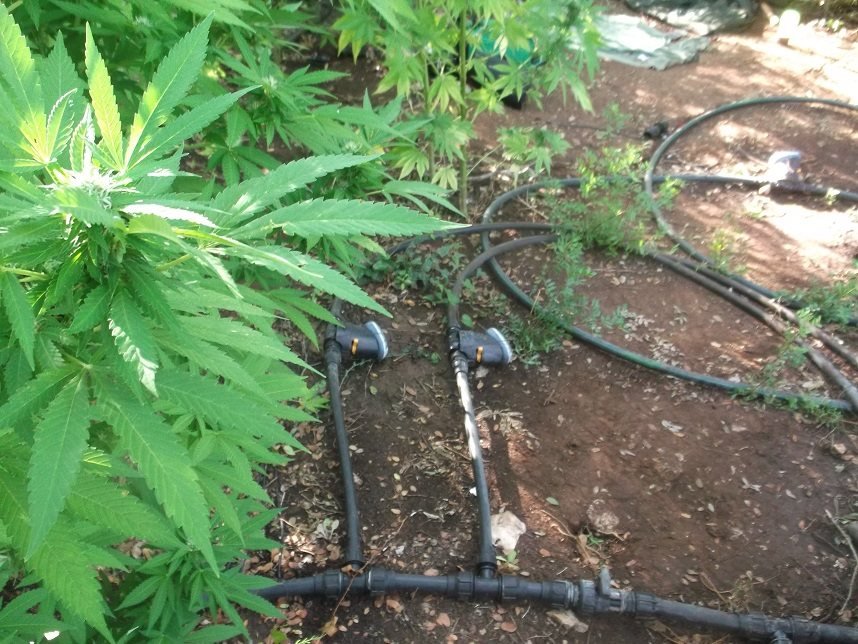 Καλαμάτα: Εντοπίστηκε φυτεία με πάνω από 1.100 δενδρύλλια κάνναβης [εικόνες] | iefimerida.gr 3