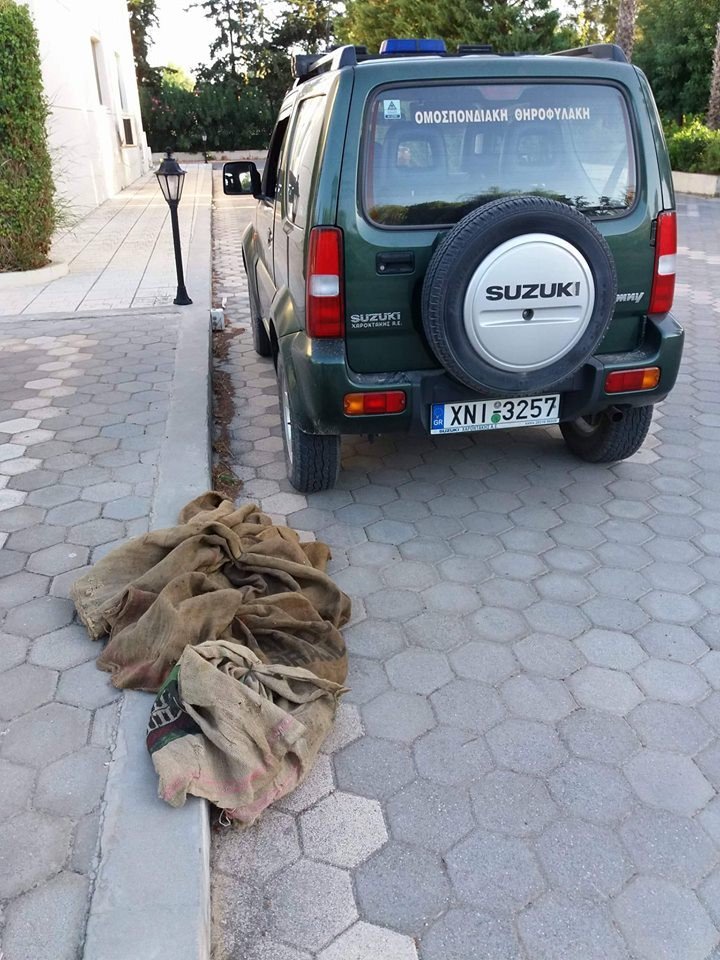 Κρήτη: Είχε στο σπίτι του 14 ζωντανούς λαγούς σε κλουβιά -Και μια νησιωτική πέρδικα [εικόνες] | iefimerida.gr 0