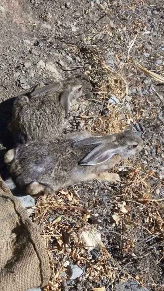 Κρήτη: Είχε στο σπίτι του 14 ζωντανούς λαγούς σε κλουβιά -Και μια νησιωτική πέρδικα [εικόνες] | iefimerida.gr 1