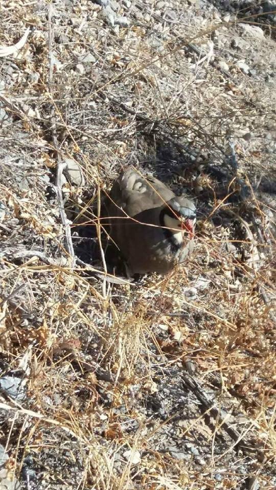 Κρήτη: Είχε στο σπίτι του 14 ζωντανούς λαγούς σε κλουβιά -Και μια νησιωτική πέρδικα [εικόνες] | iefimerida.gr 2
