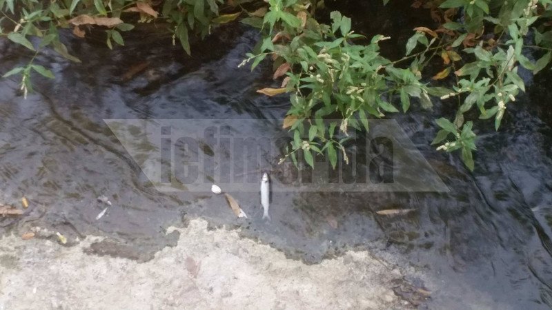 Το ρέμα της Πικροδάφνης στο Παλαιό Φάληρο γέμισε με εκατοντάδες νεκρά ψάρια [εικόνες] | iefimerida.gr 0