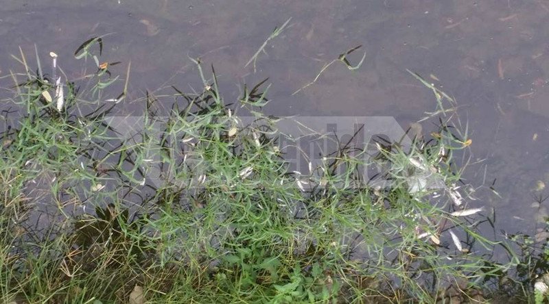 Το ρέμα της Πικροδάφνης στο Παλαιό Φάληρο γέμισε με εκατοντάδες νεκρά ψάρια [εικόνες] | iefimerida.gr 1