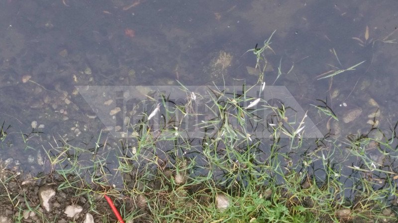 Το ρέμα της Πικροδάφνης στο Παλαιό Φάληρο γέμισε με εκατοντάδες νεκρά ψάρια [εικόνες] | iefimerida.gr 2