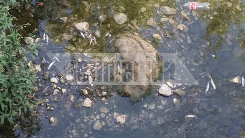 Το ρέμα της Πικροδάφνης στο Παλαιό Φάληρο γέμισε με εκατοντάδες νεκρά ψάρια [εικόνες] | iefimerida.gr 3