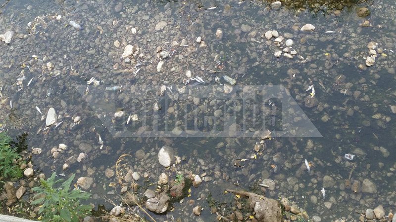 Το ρέμα της Πικροδάφνης στο Παλαιό Φάληρο γέμισε με εκατοντάδες νεκρά ψάρια [εικόνες] | iefimerida.gr 4