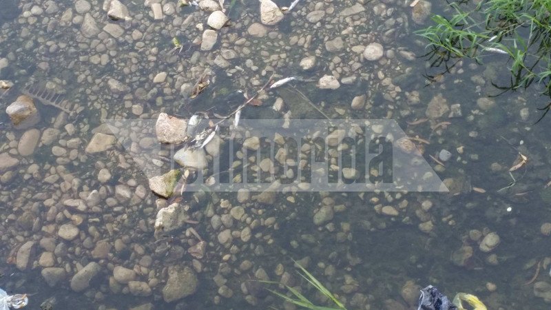 Το ρέμα της Πικροδάφνης στο Παλαιό Φάληρο γέμισε με εκατοντάδες νεκρά ψάρια [εικόνες] | iefimerida.gr 5