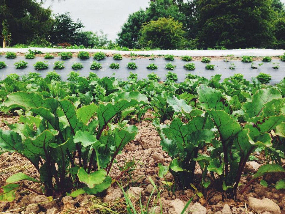 Το καλύτερο εστιατόριο στον κόσμο, σύμφωνα με το Tripadvisor -Αγγλική παμπ, σαν ζωγραφιά, στην εξοχή [εικόνες] | iefimerida.gr 12