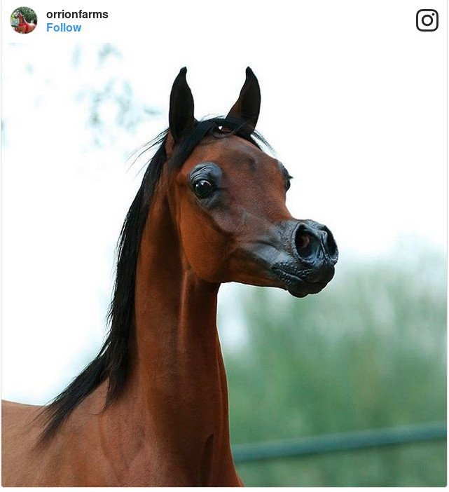Αλογο με μεταλλαγμένο κεφάλι προκαλεί τρόμο και γίνεται viral [εικόνες] | iefimerida.gr 0