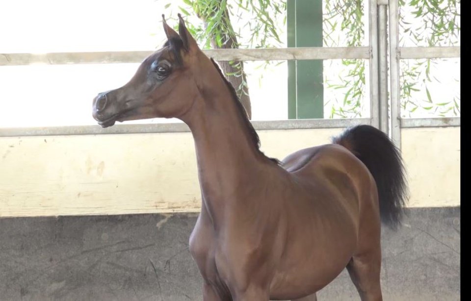 Αλογο με μεταλλαγμένο κεφάλι προκαλεί τρόμο και γίνεται viral [εικόνες] | iefimerida.gr 2