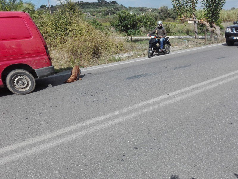  Χανιά: Αδέσποτος σκύλος προκάλεσε τροχαίο με τραυματία ντελιβερά [εικόνες] | iefimerida.gr 2