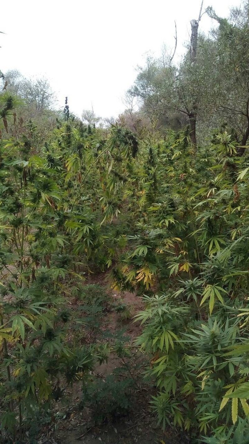 Θεσσαλονίκη: Συνελήφθη 65χρονος με 790 δενδρύλλια κάνναβης [εικόνες] | iefimerida.gr 1