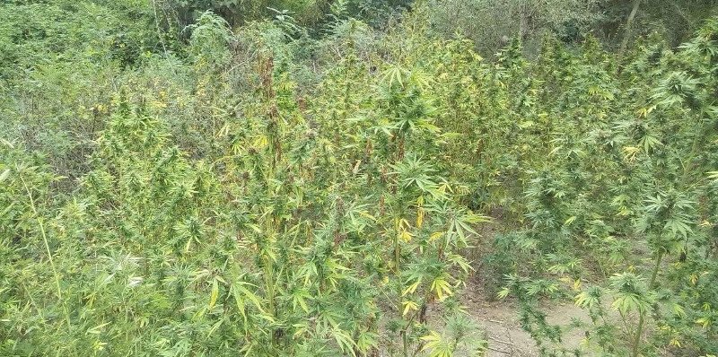 Θεσσαλονίκη: Συνελήφθη 65χρονος με 790 δενδρύλλια κάνναβης [εικόνες] | iefimerida.gr 0