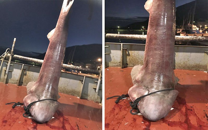 Ψάρεψαν καρχαρία 4 μέτρων στον Aστακό -Γιατί είναι ιδιαίτερος [εικόνες] | iefimerida.gr 0