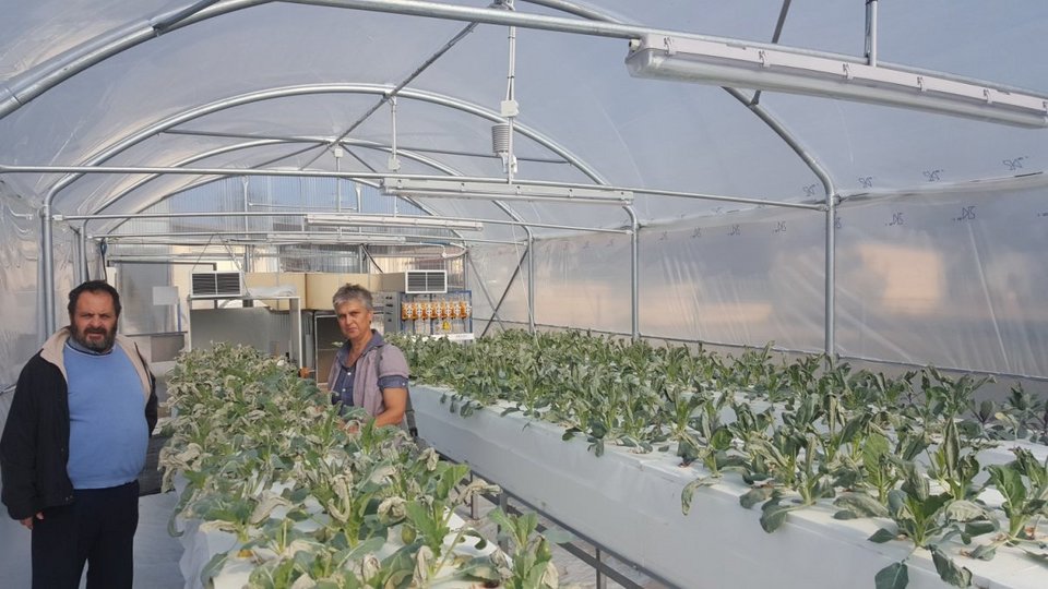 Στο ΤΕΙ Θεσσαλίας καλλιεργούν λαχανικά με μέθοδο της ΝASA [εικόνες] | iefimerida.gr 0