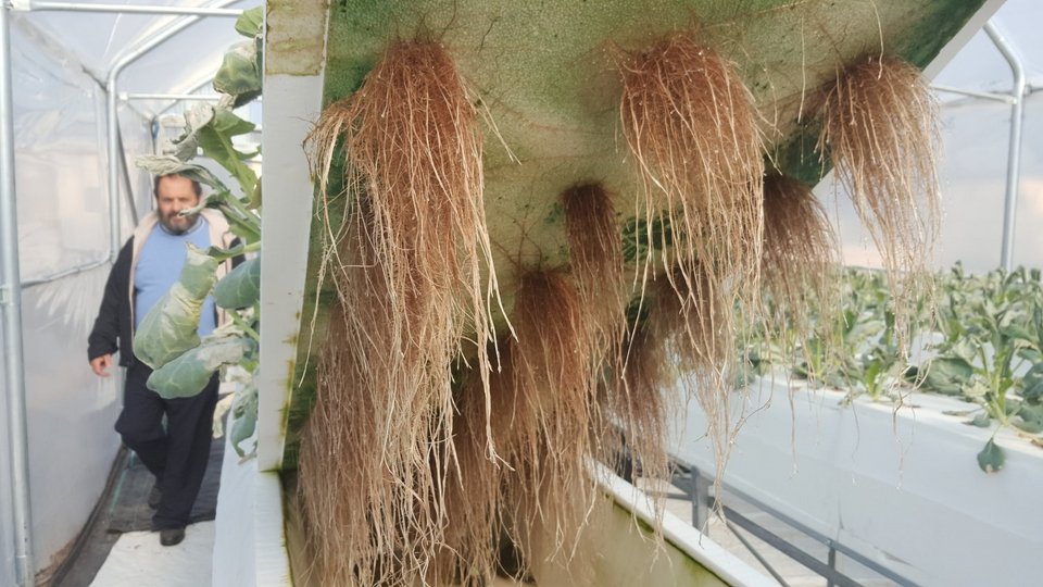 Στο ΤΕΙ Θεσσαλίας καλλιεργούν λαχανικά με μέθοδο της ΝASA [εικόνες] | iefimerida.gr 1