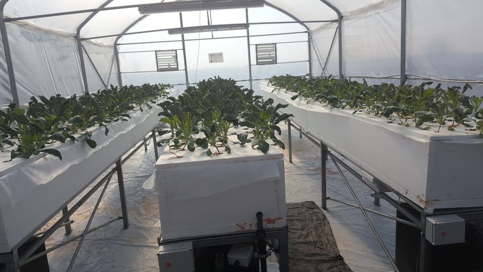 Στο ΤΕΙ Θεσσαλίας καλλιεργούν λαχανικά με μέθοδο της ΝASA [εικόνες] | iefimerida.gr 2