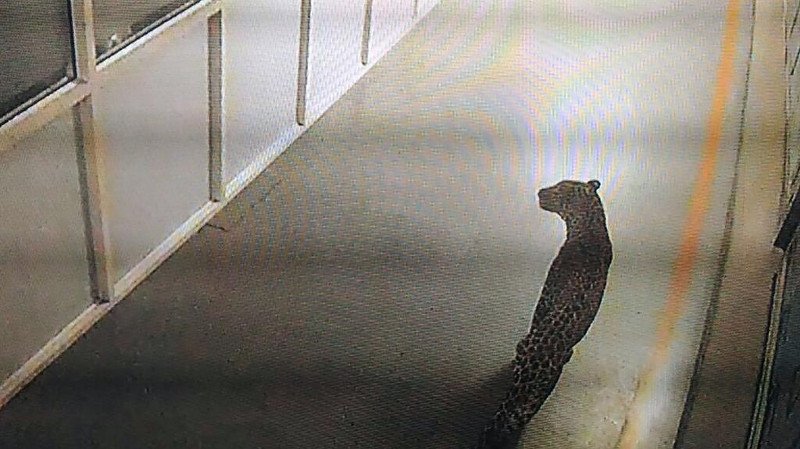 Ινδία: Πεινασμένη λεοπάρδαλη βολτάρει στις εγκαταστάσεις του μεγαλύτερου εργοστασίου κατασκευής αυτοκινήτων [εικόνα] | iefimerida.gr 0