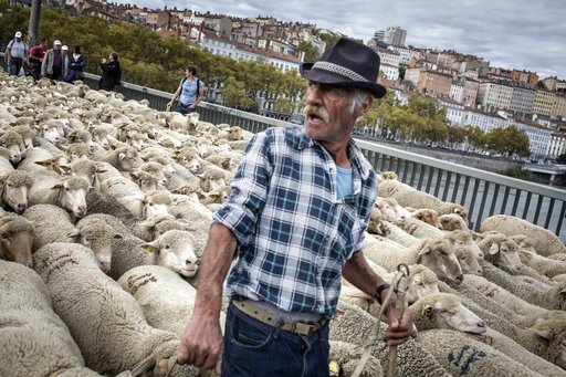 «Εισβολή» προβάτων στη Λυών -Γέμισαν οι δρόμοι με κοπάδια [εικόνες] | iefimerida.gr 3