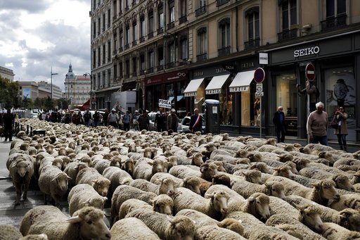 «Εισβολή» προβάτων στη Λυών -Γέμισαν οι δρόμοι με κοπάδια [εικόνες] | iefimerida.gr 2