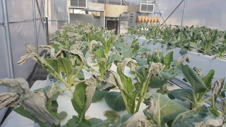 Στο ΤΕΙ Θεσσαλίας καλλιεργούν λαχανικά με μέθοδο της ΝASA [εικόνες] | iefimerida.gr 3