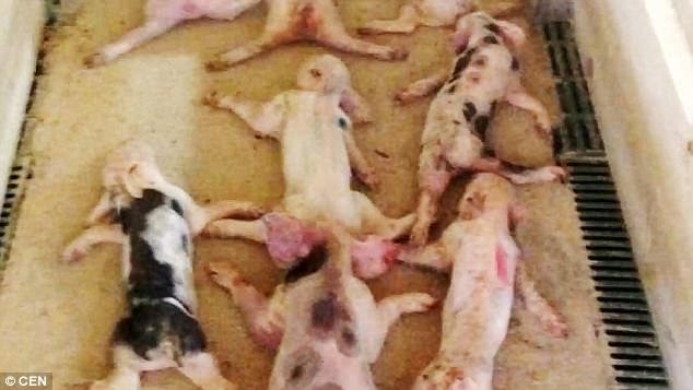 Ασυνείδητος αγρότης έκανε «βουτιά» πάνω σε νεογέννητα γουρούνια -Σκότωσε 79 [βίντεο] | iefimerida.gr 0