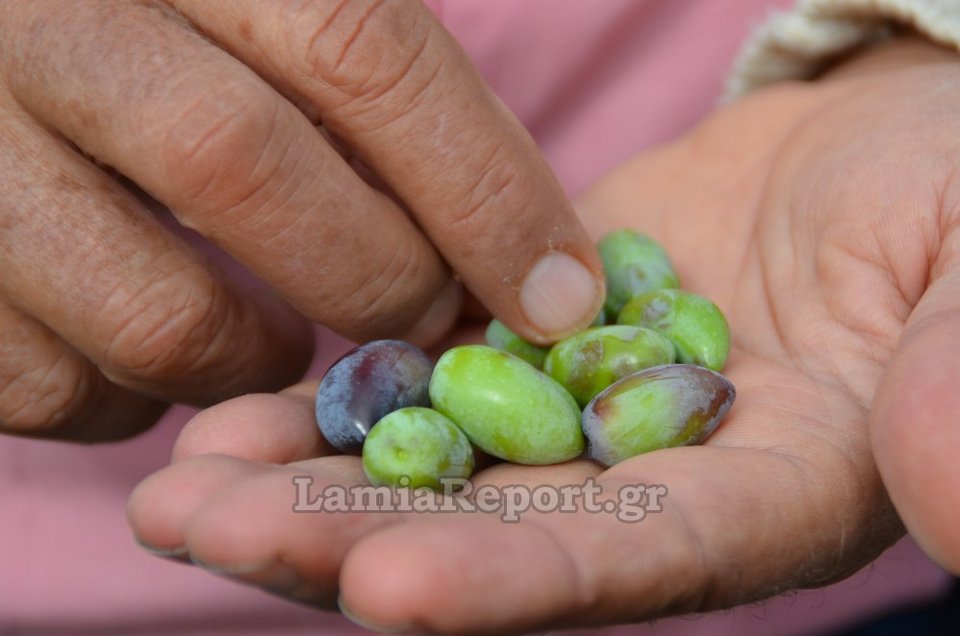 Bιβλική καταστροφή στη Φθιώτιδα από τον «Δαίδαλο» [εικόνες & βίντεο] | iefimerida.gr 0