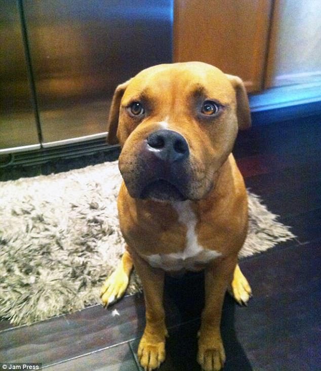 Εικόνες πόνου και γέλιου: Οι πρησμένες μουσούδες σκύλων που τους τσίμπησαν μέλισσες [εικόνες] | iefimerida.gr 13