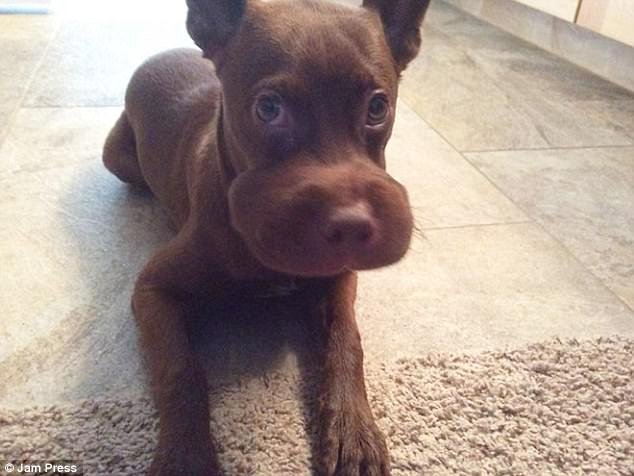 Εικόνες πόνου και γέλιου: Οι πρησμένες μουσούδες σκύλων που τους τσίμπησαν μέλισσες [εικόνες] | iefimerida.gr 14