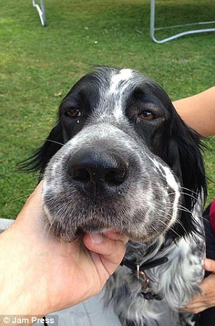 Εικόνες πόνου και γέλιου: Οι πρησμένες μουσούδες σκύλων που τους τσίμπησαν μέλισσες [εικόνες] | iefimerida.gr 1