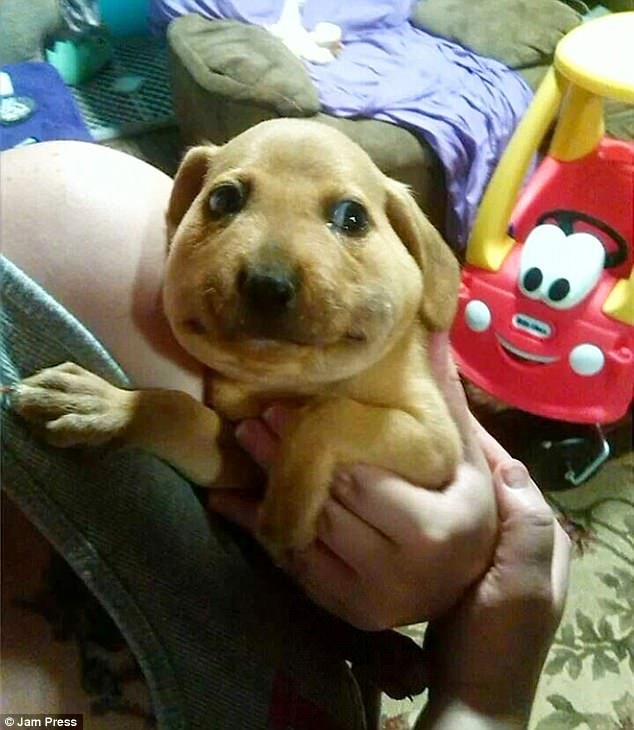 Εικόνες πόνου και γέλιου: Οι πρησμένες μουσούδες σκύλων που τους τσίμπησαν μέλισσες [εικόνες] | iefimerida.gr 3