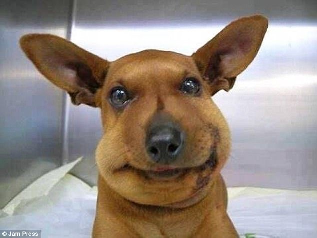 Εικόνες πόνου και γέλιου: Οι πρησμένες μουσούδες σκύλων που τους τσίμπησαν μέλισσες [εικόνες] | iefimerida.gr 4