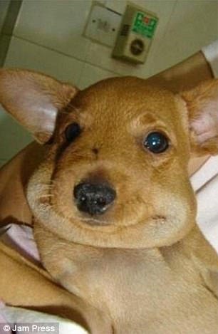 Εικόνες πόνου και γέλιου: Οι πρησμένες μουσούδες σκύλων που τους τσίμπησαν μέλισσες [εικόνες] | iefimerida.gr 5