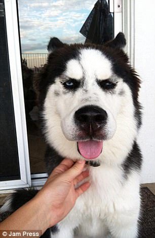 Εικόνες πόνου και γέλιου: Οι πρησμένες μουσούδες σκύλων που τους τσίμπησαν μέλισσες [εικόνες] | iefimerida.gr 6